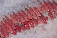 MPA e MMA publicam portaria conjunta que permite estocagem do pargo