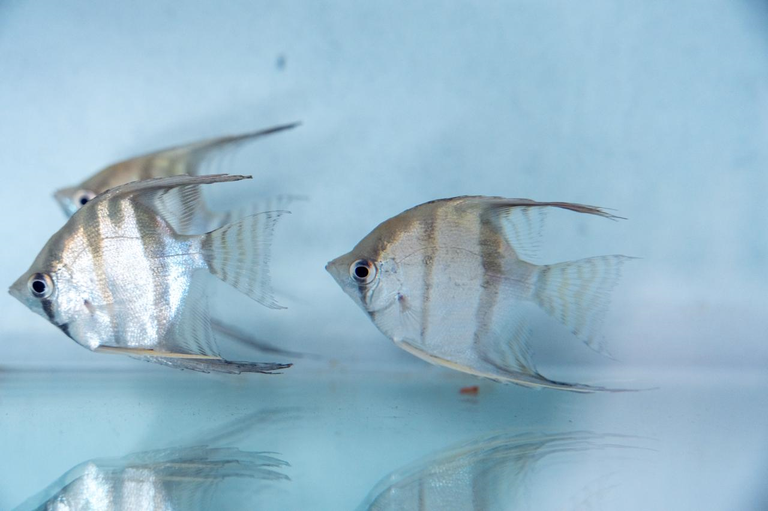 Aquariofilia 2.png