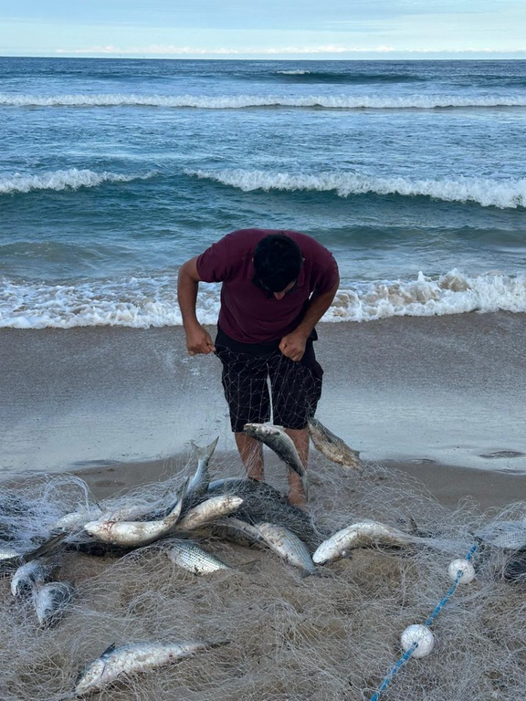 MPA lança Painel de Monitoramento da Pesca de Tainha em 2026
