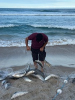 MPA lança Painel de Monitoramento da Pesca de Tainha em 2026