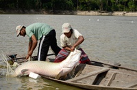 O que deve constar na Nota Fiscal do pescado?