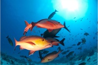 Pargo, peixe de alto interesse econômico, é classificado como em perigo de extinção em nova lista de espécies ameaçadas