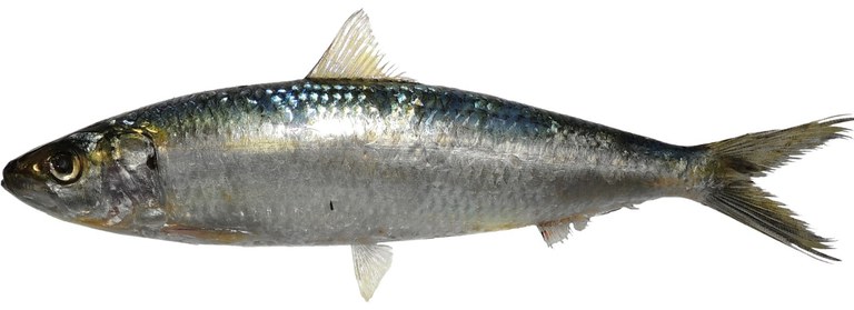 sardinha