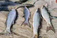 Pesca da tainha atinge 80% da cota na modalidade de permissionamento de arrasto de praia