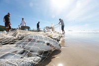 Pesca da tainha recebe repasse de 100 toneladas na modalidade de arrasto de praia