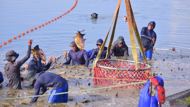 Pesca e aquicultura geram empregos em todo o país