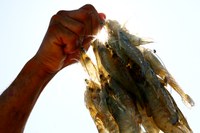 Pescadores e aquicultores tem mais de R$ 208 bi disponíveis no Plano Safra 2023