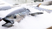 Parte do pescado brasileiro está fora da taxação dos EUA