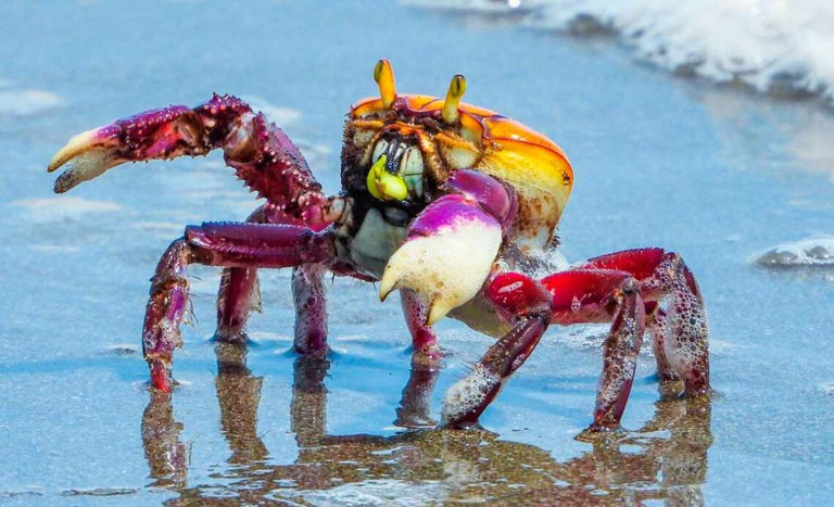 Portaria conjunta do MPA e MMA estabelece os períodos de defeso do caranguejo-uçá