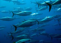 Portaria Interministerial da Pesca e Aquicultura e do Meio Ambiente e Mudança do Clima limita a captura de espécies de peixes