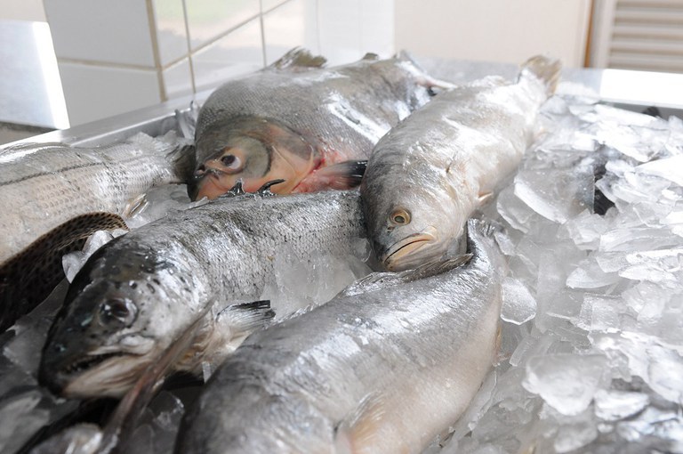Portaria do Ministério da Pesca e Aquicultura define os nomes de peixes de interesse comercial para a sua rotulagem