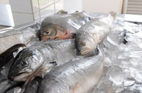 Portaria do Ministério da Pesca e Aquicultura define os nomes de peixes de interesse comercial para a sua rotulagem