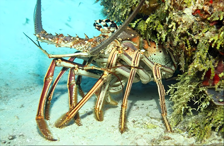 Safra da Lagosta 2025: limite de captura, monitoramento e controle