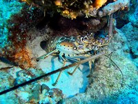 Safra da Lagosta está aberta