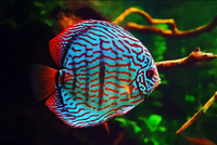 Secretaria Nacional de Pesca Industrial, Amadora e Esportiva na COP30