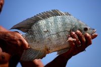 Semana do Pescado: preço da tilápia no atacado
