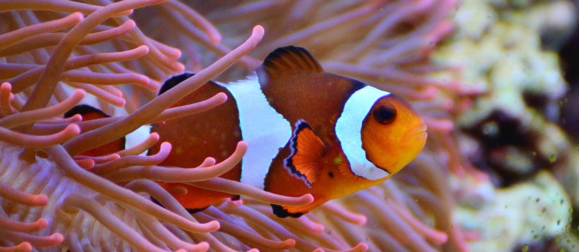 anemonefish-gf6a4d7d8c_1920.png