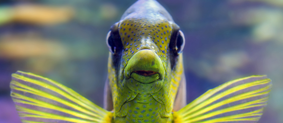 fish-g0f310278f_1920.png