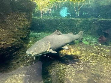 Jaú: o gigante silencioso que habita os rios brasileiros