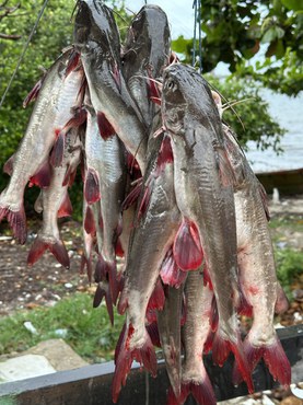 Publicadas novas regras para o sistema de coleta de dados e monitoramento da atividade e dos recursos pesqueiros