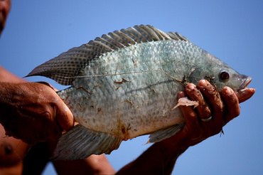Semana do Pescado: preço da tilápia no atacado