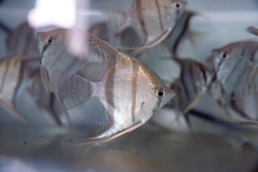 MPA institui Selo Nacional da Aquariofilia e cria reconhecimento oficial para o setor no Brasil
