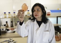 Pesquisadora Mariangela Hungria é a primeira brasileira agraciada com o “Nobel da Agricultura”