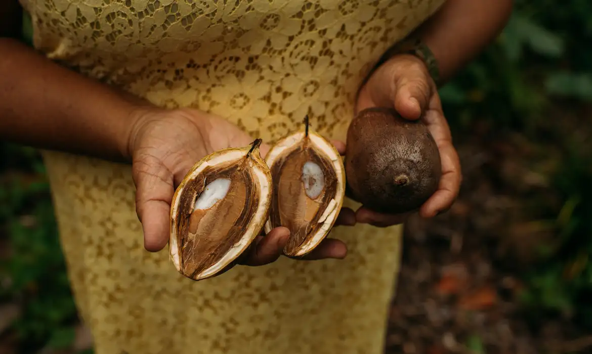 Mulher segura um coco babaçu inteiro em uma mão e, na outra, o fruto aberto ao meio, mostrando a casca espessa e as amêndoas claras.