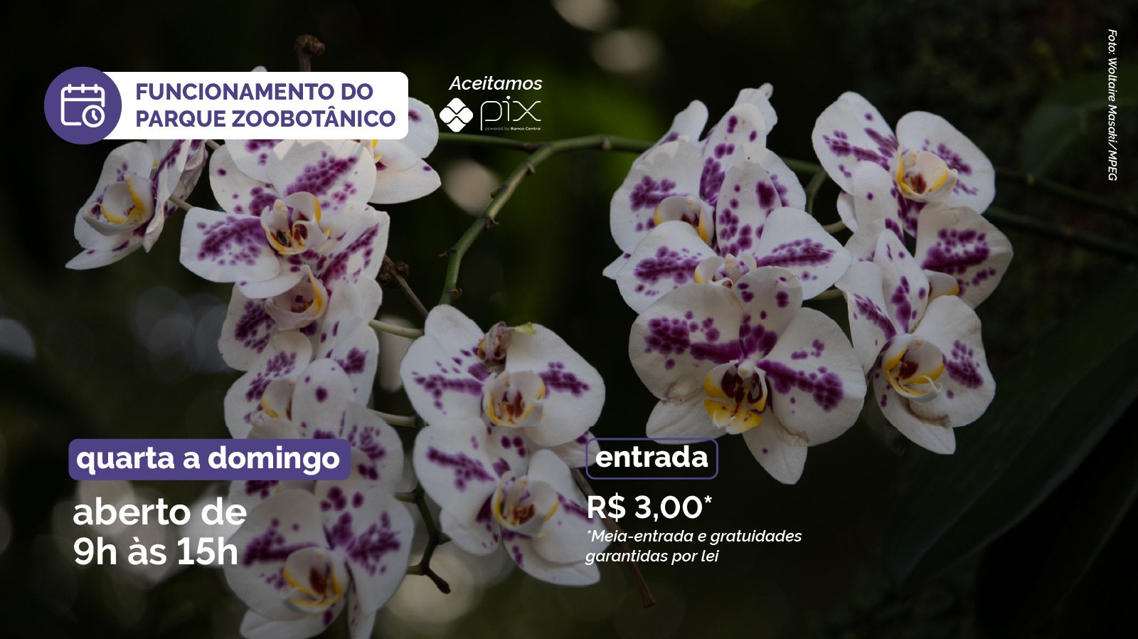 Imagem de orquídeas brancas com detalhes violetas e informações de funcionamento do Parque
