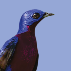 Miniaturas_Portal MPEG_Miniatura 13.png