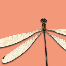 Miniaturas_Portal MPEG_Miniatura 4.png