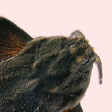 Miniaturas_Portal MPEG_Miniatura 6.png