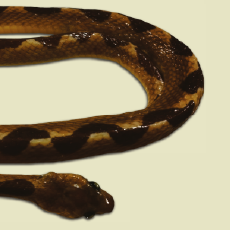 Miniaturas_Portal MPEG_Miniatura 7.png