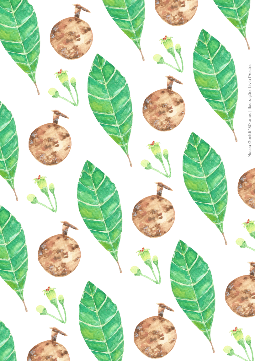 Wallpaper Guajará - Smartphone.png