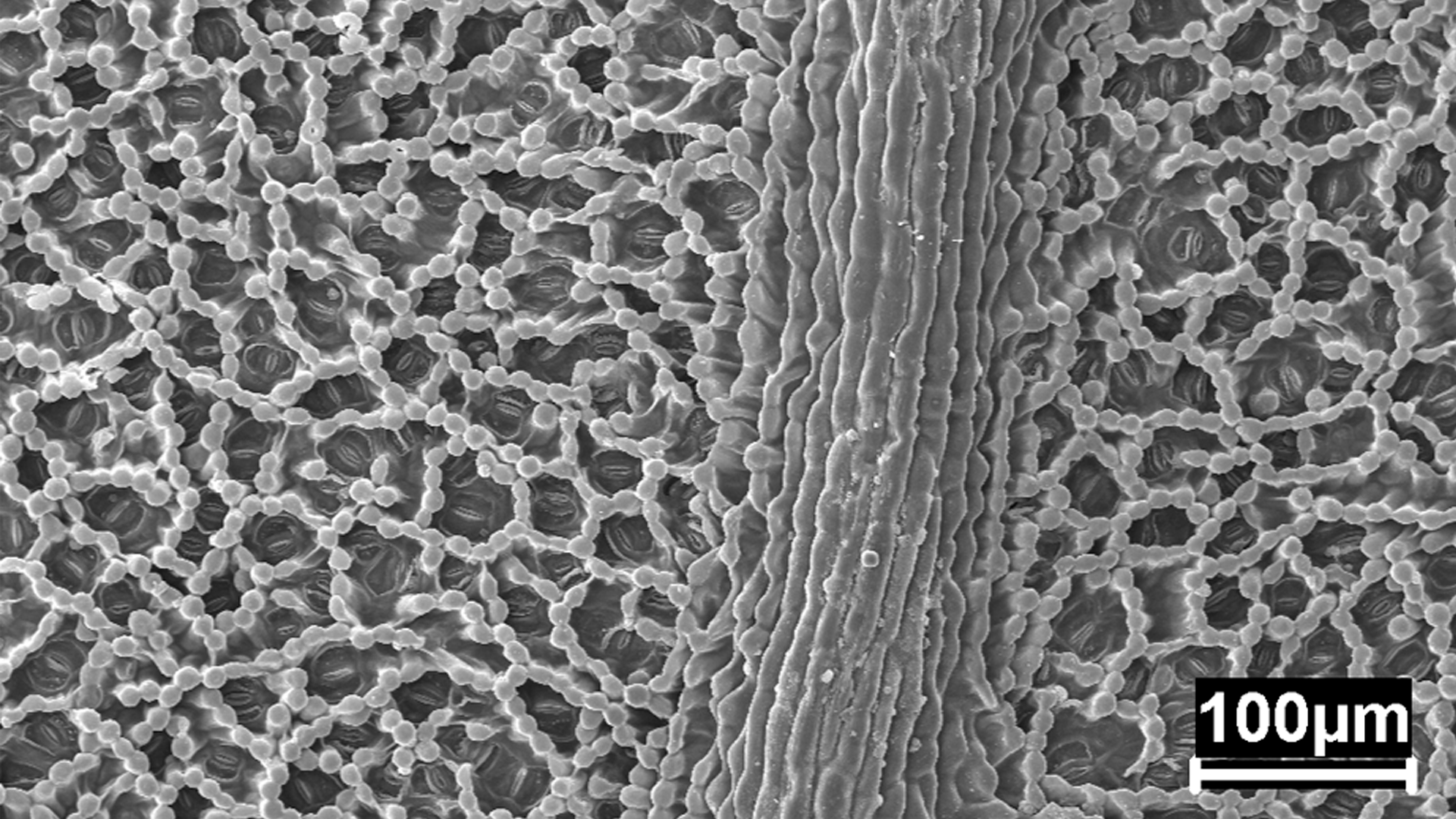 Superficie da Folha de Mandioca