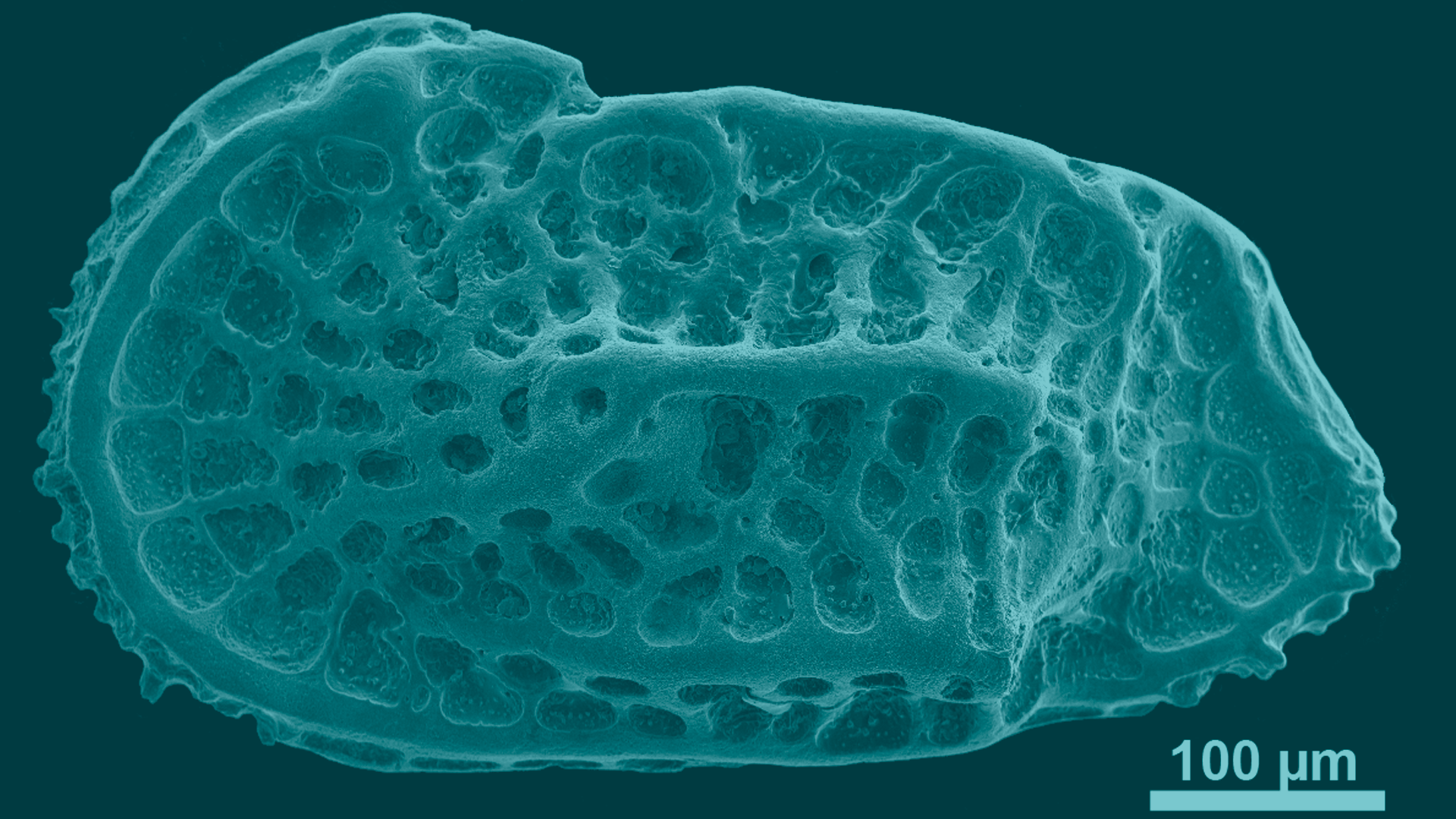 Laboratório de Microscopia Eletrônica de Varredura