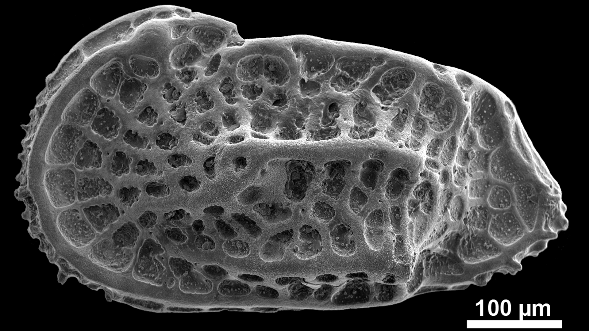 Valva de Ostracode - 20 milhões de anos