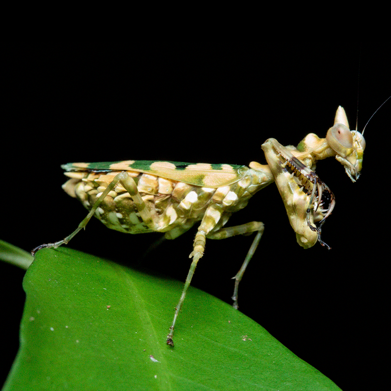 miniatura 060422.png