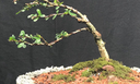 A arte milenar do bonsai no Museu Goeldi