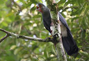 A contribuição dos plantios de dendê na conservação de aves amazônicas