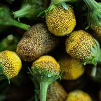 Belém recebe 73º Congresso Nacional de Botânica