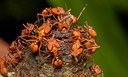 Boletim de Ciências Naturais do Goeldi convida para edição dedicada às formigas
