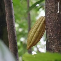 Cacau é o homenageado da Festa Anual da Árvore do Museu Goeldi
