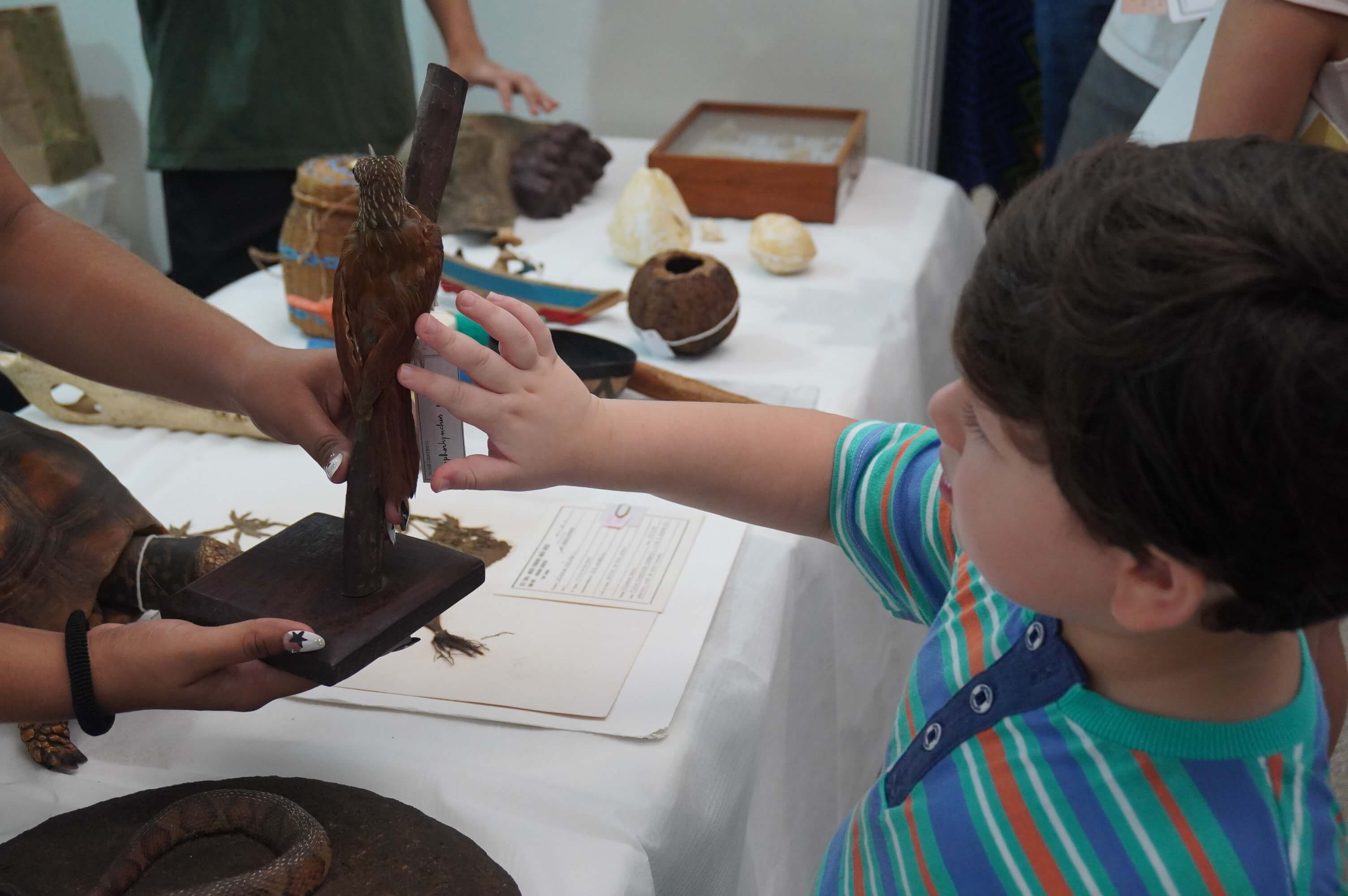 Menino toca nas penas de um pássaro taxidermizado numa exposição de ciências