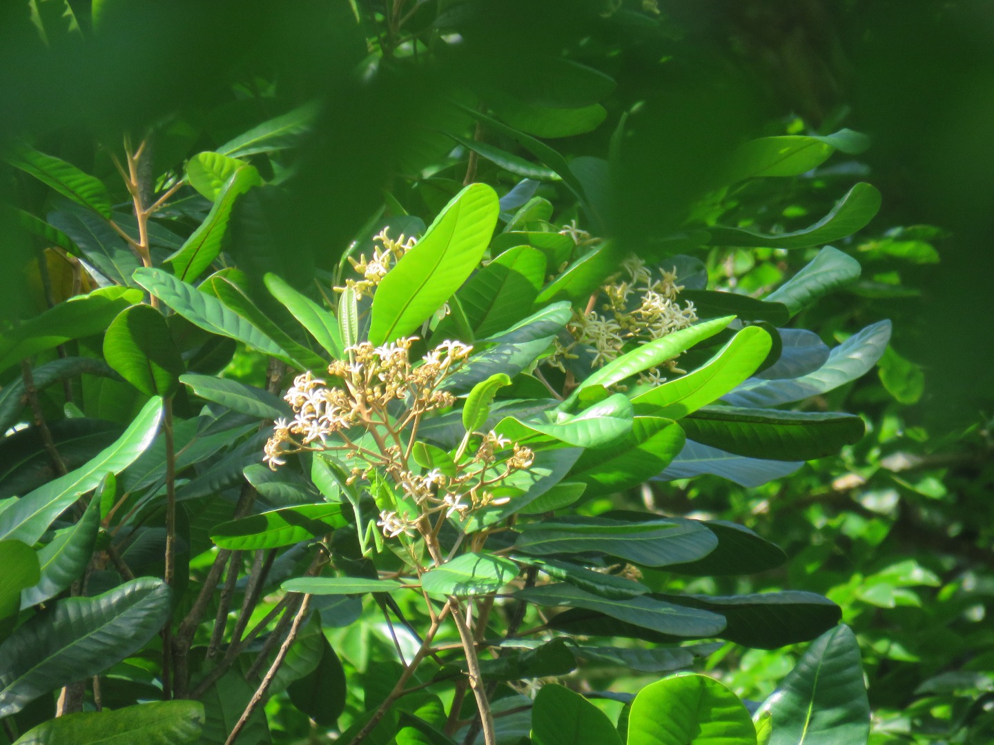 Florada Pau Amarelos - Pedro Oliva