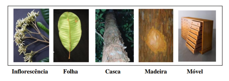 Florada Pau Amarelos - Pedro Oliva