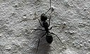 Diversidade de formigas nas cangas da Serra dos Carajás