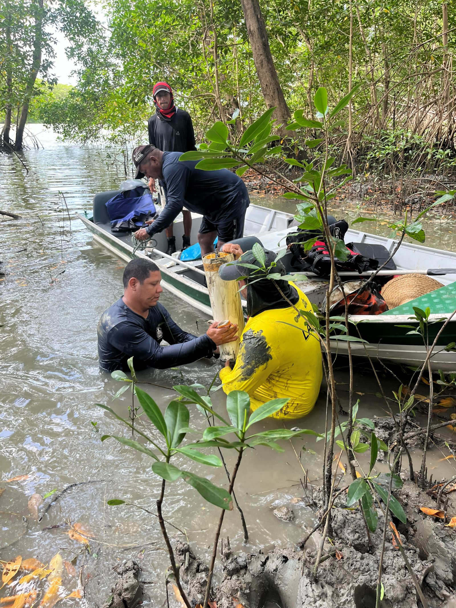 quatro homens, dois em uma canoa e dois dentro de mangue, coletam sedimentos