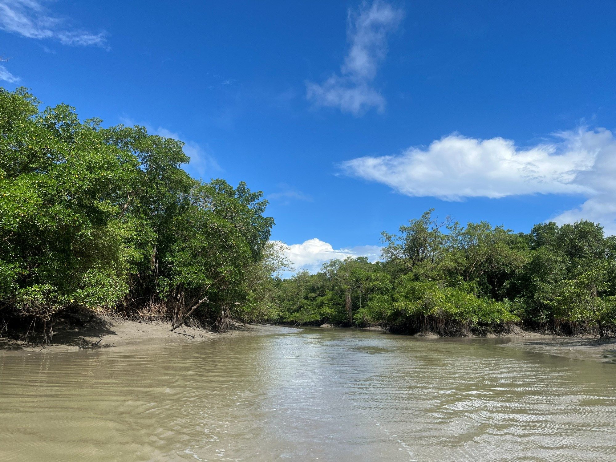 Paisagem de área de manguezal paraense com parte de rio e árvores às margens