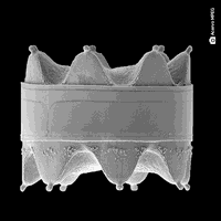 Imagem de microalga vence prêmio nacional de ilustração científica